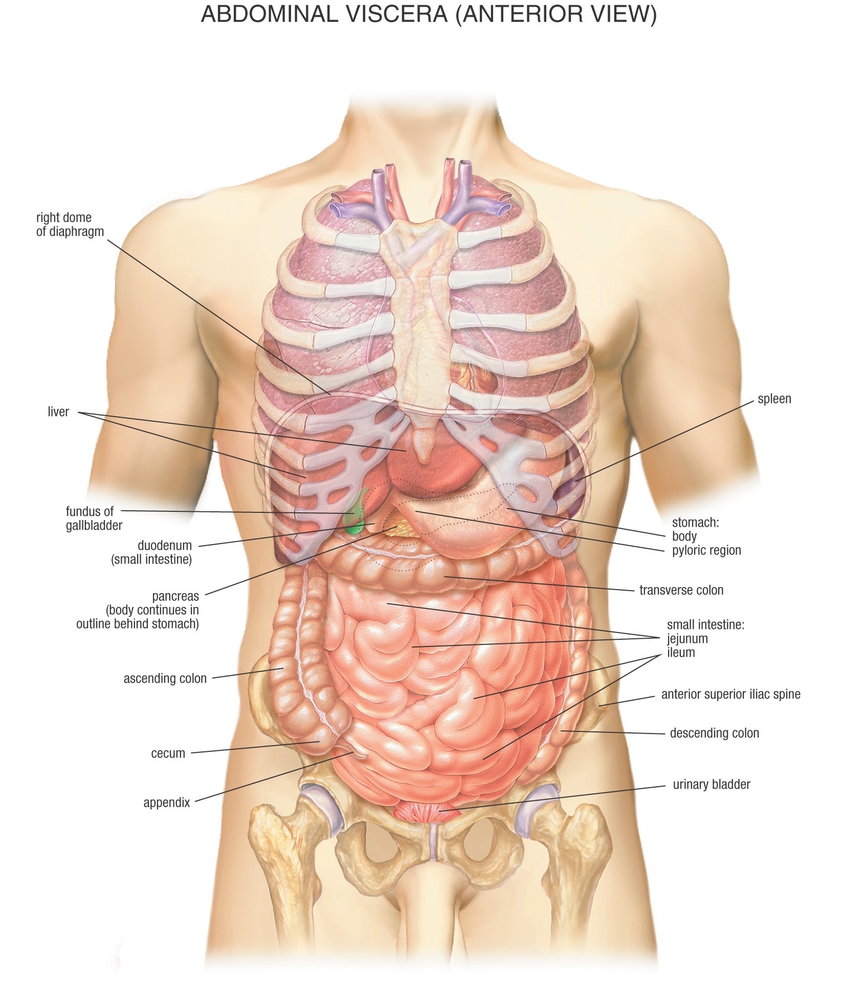 Внутренняя часть живота. Анатомия человека внутренние органы под ребрами. Анатомия человека справа под ребрами спереди. Внутренние органы человека справа под ребрами. Строение человека что находится спереди под ребрами.